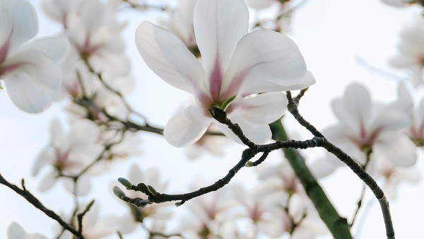花柳病能通过血液检查确诊吗