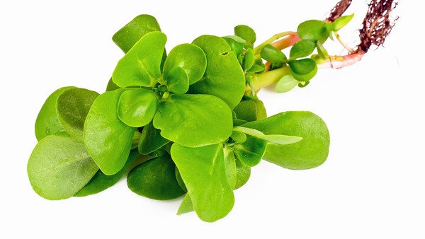 宫颈疫苗是否适合高危人群