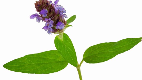 黏多糖贮积症的长期治疗方案