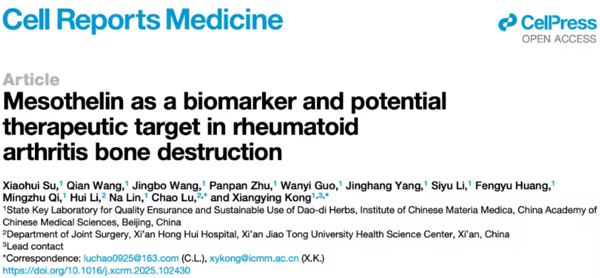 间皮素：类风湿关节炎骨质破坏的新型生物标志物与潜在治疗靶点
