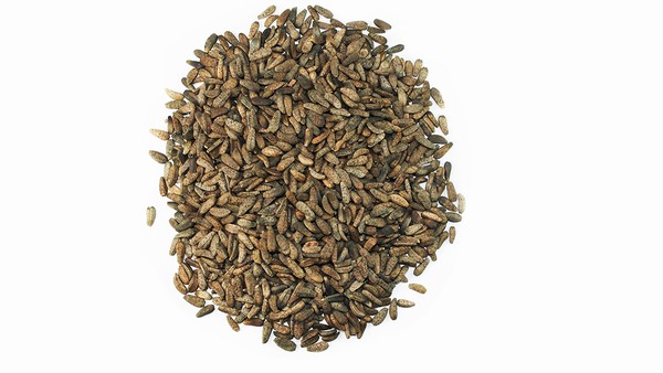 纯合子型家族性高胆固醇血症的他汀类药物