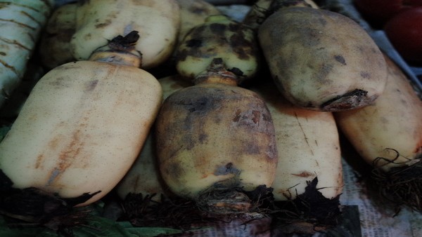 胃肠胰内分泌肿瘤的疼痛管理