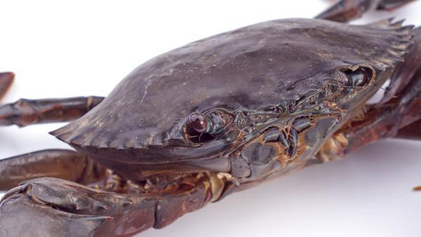 合胞病毒感染的家庭护理指南