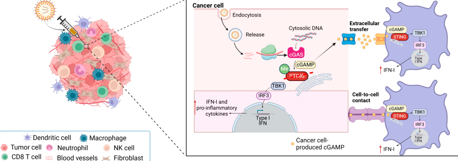癌细胞“自我反噬”：麻省理工研究团队打造全新抗癌免疫策略