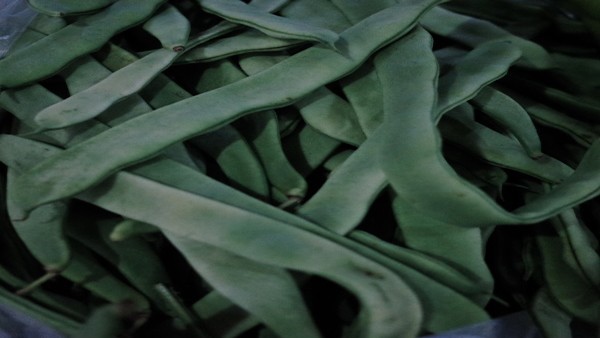 病毒性肺炎的治疗药物