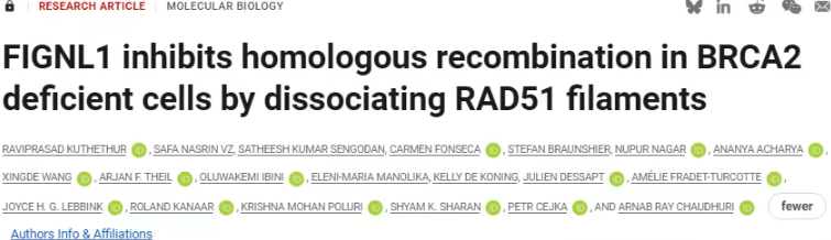 BRCA2缺陷肿瘤的化疗耐药机制揭示及新治疗方向