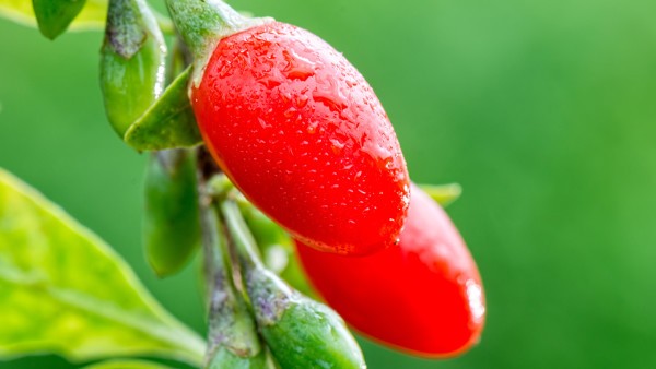 白癜风是否会因为感染而加重？