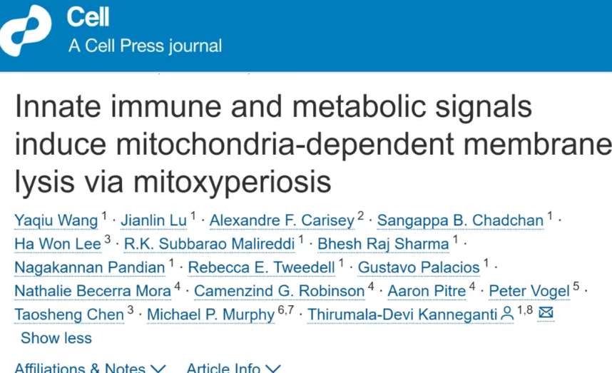 圣裘德团队发现线粒体依赖性细胞膜溶解新机制——揭示先天免疫与代谢紊乱的交汇点
