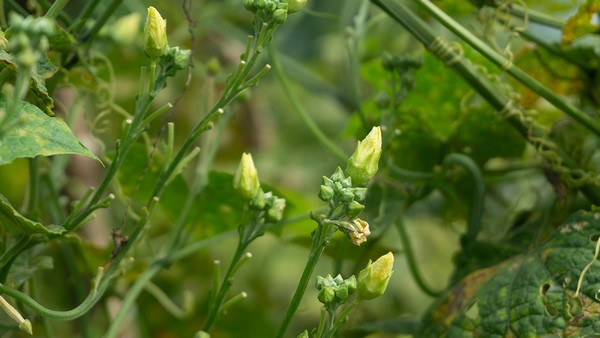 心力衰竭水肿的水肿治疗药物