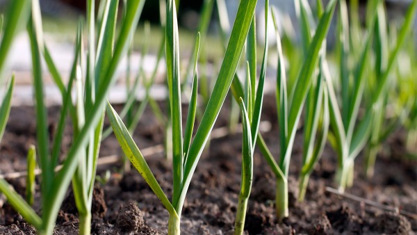 胸膜间皮瘤的生活管理